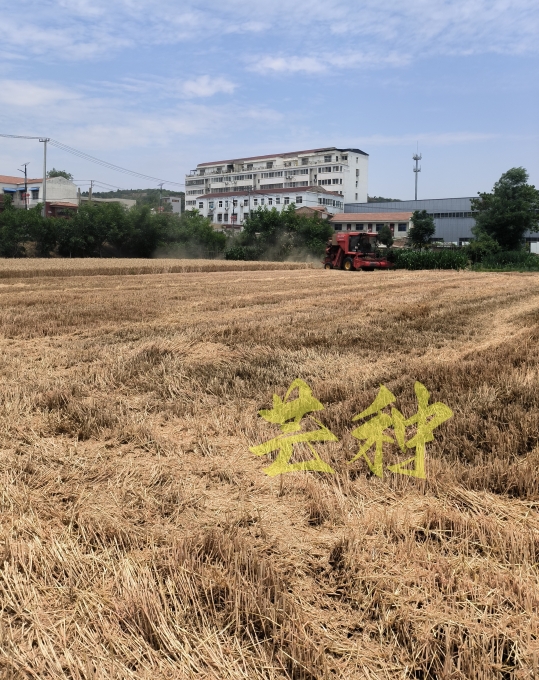 伟志钢模板厂家附近的麦子熟了 伟志钢模板厂家附近的麦子熟了